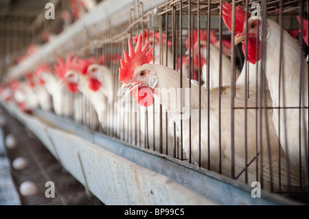 White Leghorn egg-laying chickens in cages in their hen house. Stock Photo