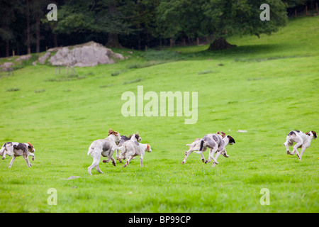 Hounds dash off from the start of the hound trail at the Vale of Rydal Sheepdog Trials, Ambleside, Lake District, UK. Stock Photo