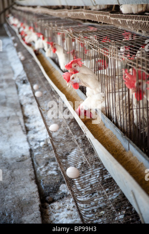 White Leghorn egg-laying chickens in cages in their hen house. Stock Photo