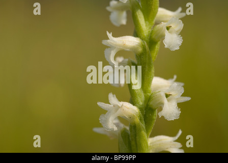 Summer lady's-tresses orchid (Spiranthes aestivalis) Stock Photo