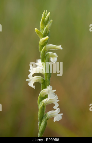 Summer lady's-tresses orchid (Spiranthes aestivalis) Stock Photo