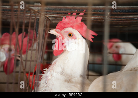 White Leghorn egg-laying chickens in cages in their hen house. Stock Photo