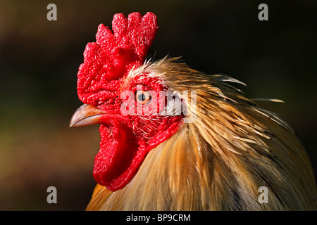 Cockerel Rhode Island Red chicken Gallus gallus domesticus Stock Photo