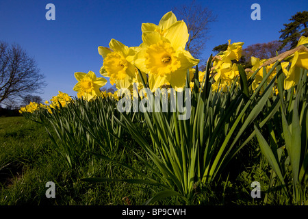 Daffodils Daffodil Narcissus Stock Photo