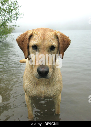 portrait of yellow Labrador retriever standing in lake Stock Photo