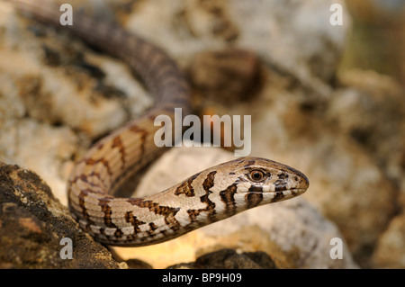 European glass lizard, armored glass lizard (Ophisaurus apodus, Pseudopus apodus), juvenile, portrait, Greece, Peloponnes, Mess Stock Photo