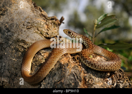 Balkan whip snake (Hierophis gemonensis, Coluber gemonensis), on olive tree, Greece, Peloponnes, Messinien Stock Photo