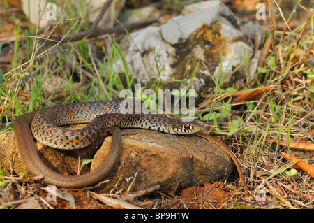 Balkan whip snake (Hierophis gemonensis, Coluber gemonensis), lys on a stone, Greece, Peloponnes, Messinien Stock Photo