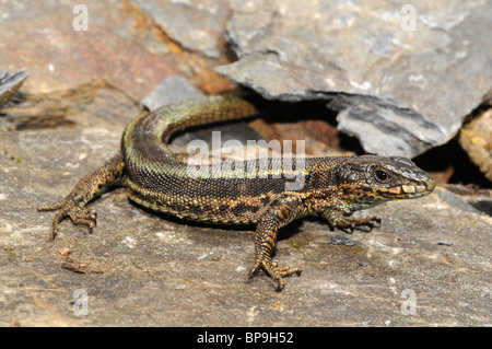 Aran rock lizard (Iberolacerta aranica, Lacerta bonnali aranica), on a stone, Spain, Pyrenees Stock Photo