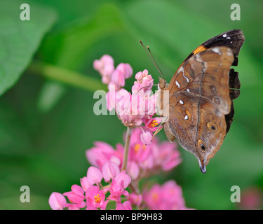 Autumn Leaf Butterfly feeding on a pink Bougainvillea flower - Doleschallia Bisaltide Pratipa Stock Photo
