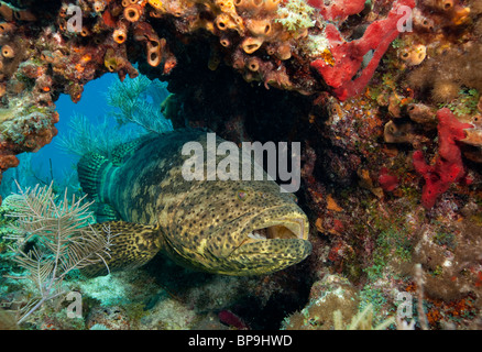 A Goliath grouper (Epinephelus itajara) hides beneath an overhang on a coral reef. Stock Photo