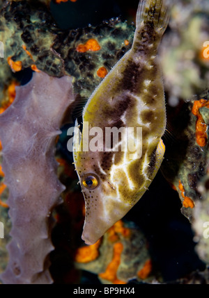 A Slender filefish (Monacanthus tuckeri) camouflaged against the background of a coral reef. Stock Photo