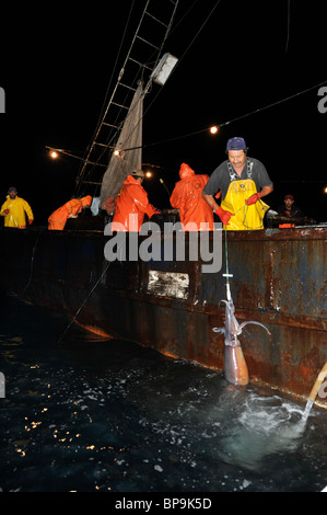 Local fishermen fishing Humboldt Squid in the Sea of Cortez Stock Photo