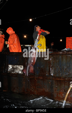 Local fishermen fishing Humboldt Squid in the Sea of Cortez Stock Photo