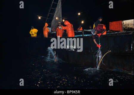 Local fishermen fishing Humboldt Squid in the Sea of Cortez Stock Photo