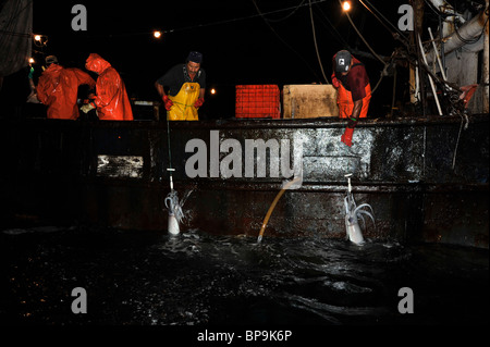 Local fishermen fishing Humboldt Squid in the Sea of Cortez Stock Photo