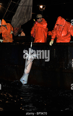 Local fishermen fishing Humboldt Squid in the Sea of Cortez Stock Photo