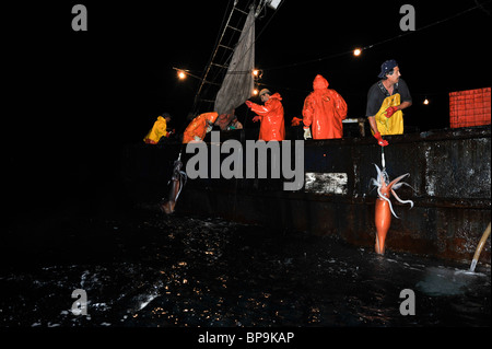 Local fishermen fishing Humboldt Squid in the Sea of Cortez Stock Photo