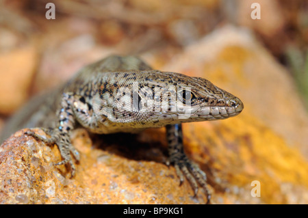 Andalusian Wall Lizard (Podarcis vaucheri), female, Spain, Andalusia Stock Photo