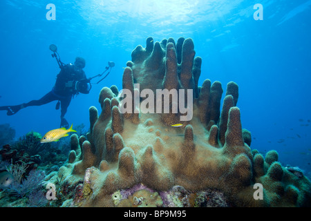 Underwater photographer and Pillar coral (Dendrogyra cylindrus) on Molasses Reef Stock Photo