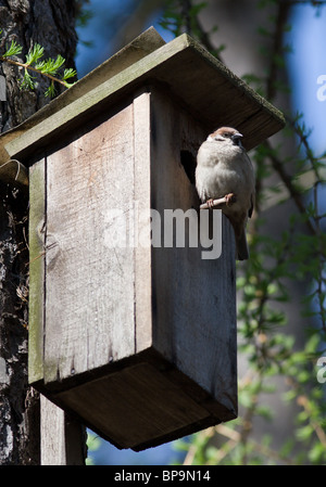 A nest box, also spelled nestbox is a man-made box provided for birds to nest in. Stock Photo