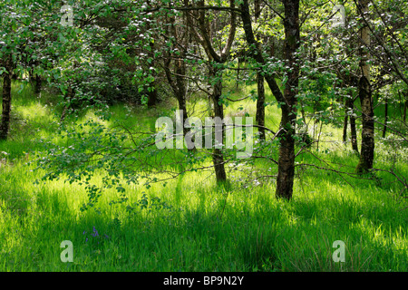 View in the Galloway Forest Park at Kirroughtree Visitor Centre near Newton Stewart in Dumfries and Galloway, Scotland in summer. Stock Photo