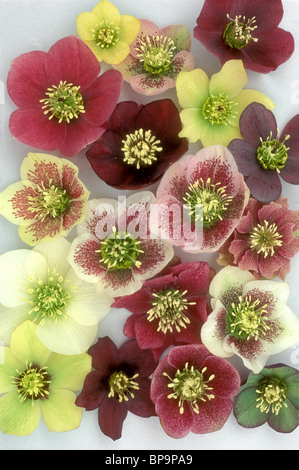 Helleborus Brandywine Mix of colors and types, variety of flower types of hellebores plants Stock Photo