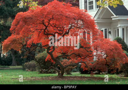 Fall foliage Japanese maple tree in blazing red color & traditional home house and lawn, specimen Acer palmatum dissectum iconic Stock Photo