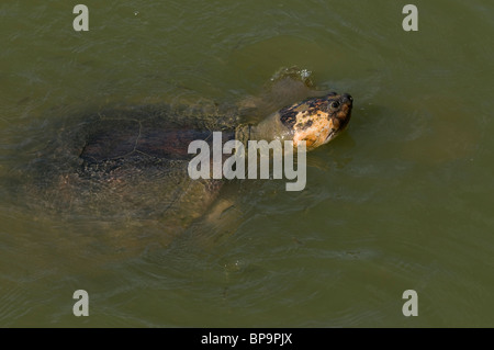 Giant Amazonian River Turtle Podocnemis expansa Amazonia Brazil Stock ...