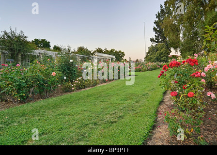 Beautiful Rose Garden of the Huntington Library. Stock Photo