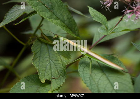Praying mantis on leaf Stock Photo