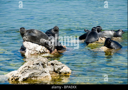 The Baikal seal (nerpa), is a species endemic (unique) to Baikal, the worlds deepest lake. Stock Photo