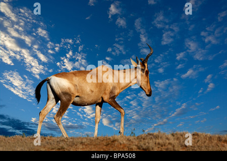Red hartebeest (Alcelaphus buselaphus) against a blue sky with clouds, South Africa Stock Photo