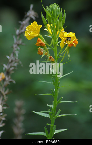 Common evening primrose (Oenothera biennis), also known as Evening star Stock Photo