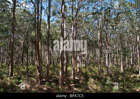 Karri forest Boranup Leeuwin-naturaliste National Park Margaret River Western Australia Stock Photo