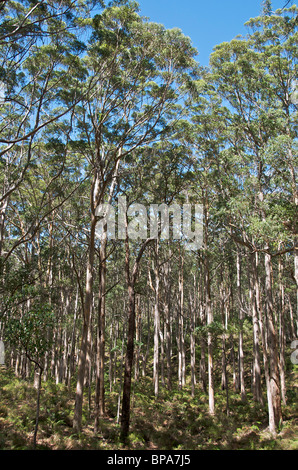 Karri forest Boranup Leeuwin-naturaliste National Park Margaret River Western Australia Stock Photo