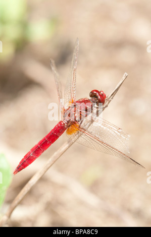 Male Crocothemis aerythreae dragonfly perched in vegetation beside a creek, Spain Stock Photo