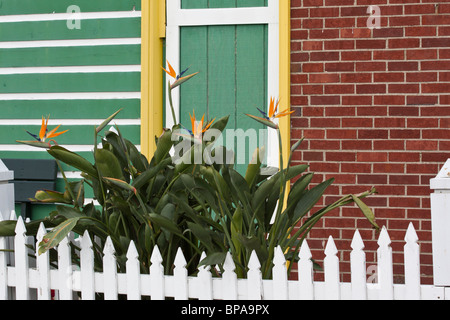 Bird of Paradise or Strelitzia reginae a exotic fllower pictures images photos large high resolution close up horizontal in USA US hi-res Stock Photo