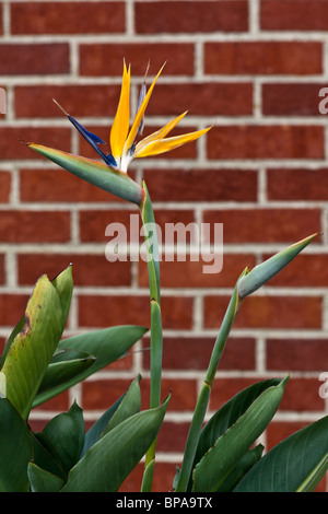 Bird of Paradise or Strelitzia reginae a exotic fllower pictures images photos very high resolution close up vertical format  in USA US hi-res Stock Photo