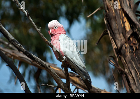Galah in tree Hyden Western Australia Stock Photo