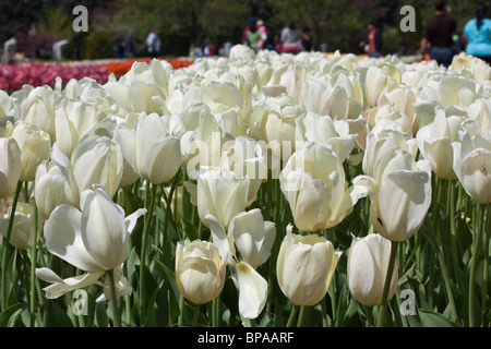 Tulip time festival Dutch Holland  Michigan USA white tulips Triumphator blurred blurry background Spring time is arrived finally here nobody hi-res Stock Photo