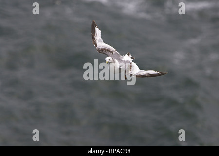 Black-legged Kittiwake Rissa tridactyla in flight over North Sea at Fowlsheugh RSPB nature reserve, Kinardineshire in June. Stock Photo