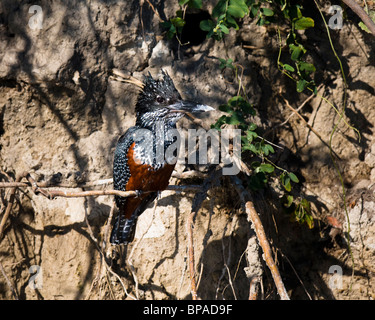 Giant Kingfisher (Megaceryle maxima), Botswana, June 2009 Stock Photo