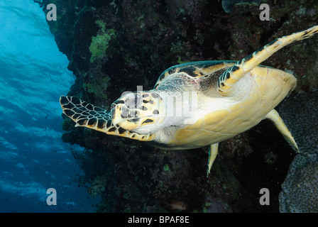 Loggerhead turtle off Brothers Islands, Red Sea, off Egypt coast Stock Photo