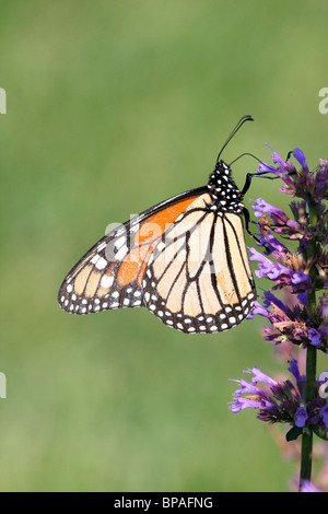 Monarch Butterfly feeding on purple flower Stock Photo - Alamy