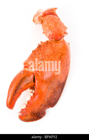 Lobster claw with white background Stock Photo