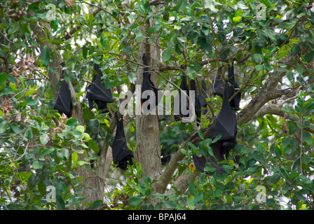 Black Flying Foxes (Pteropus alecto) resting upside-down by day at Wanji Falls, Litchfield National Park, Australia. Stock Photo