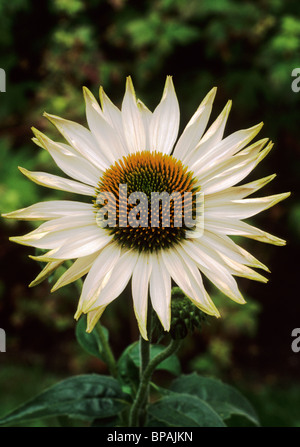 Echinacea purpurea 'Fragrant Angel' coneflower white flower flowers garden plant plants coneflowers echinaceas Stock Photo