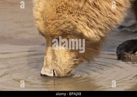 Stock photo closeup of a blonde phase Alaskan coastal brown bear drinking water from a creek.