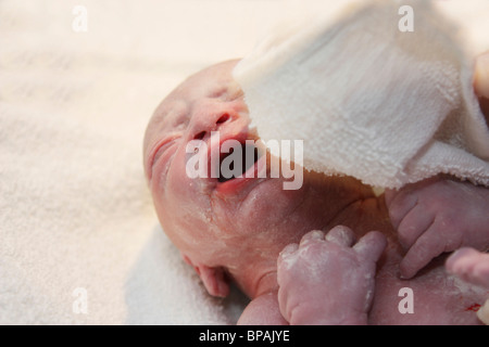 Newborn Baby, Only Minutes Old Stock Photo
